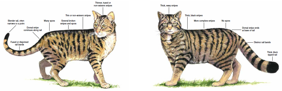 Wild Cats Breed With Domestic Wild Cats Breed With Domestic